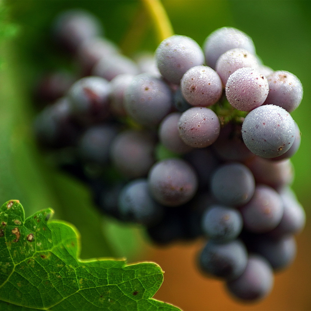 Виноградная лоза