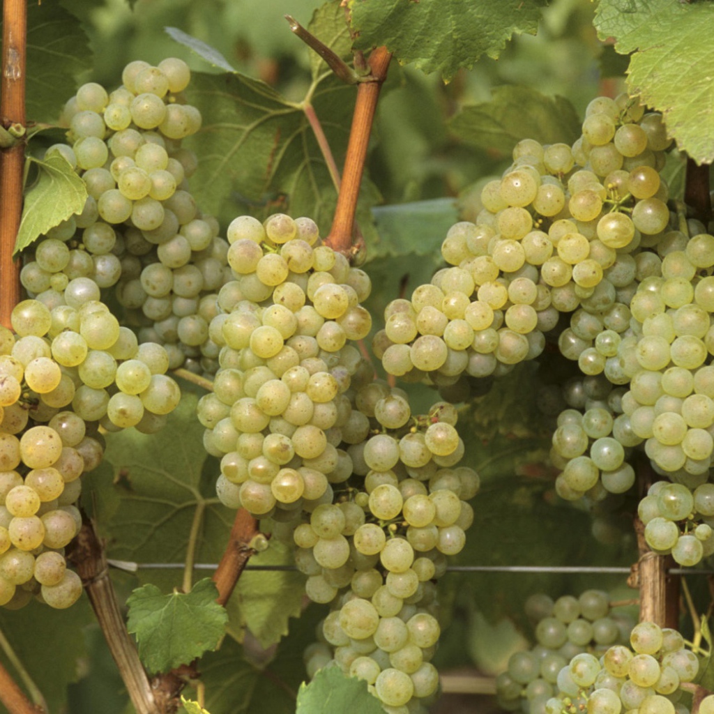 Виноградная лоза