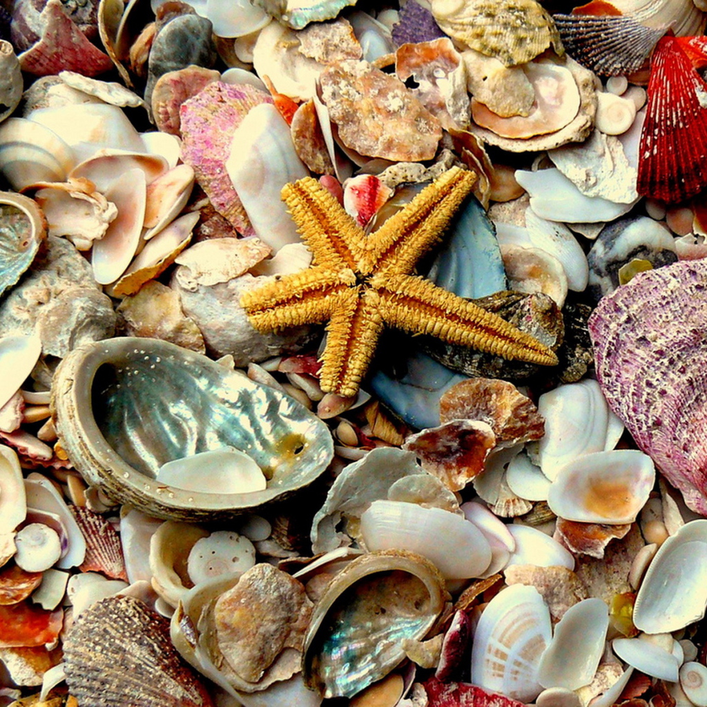 Морские сокровища