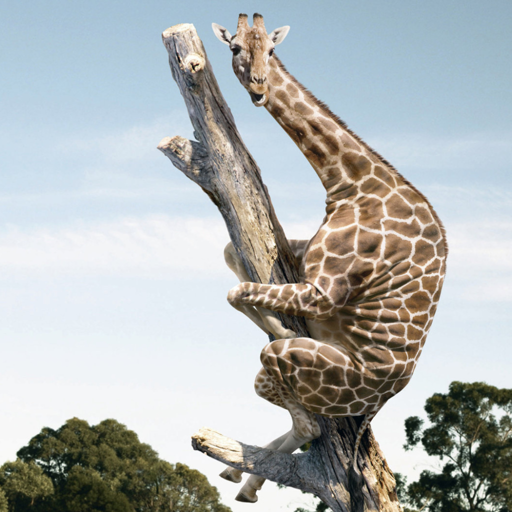 Испугавшийся жираф