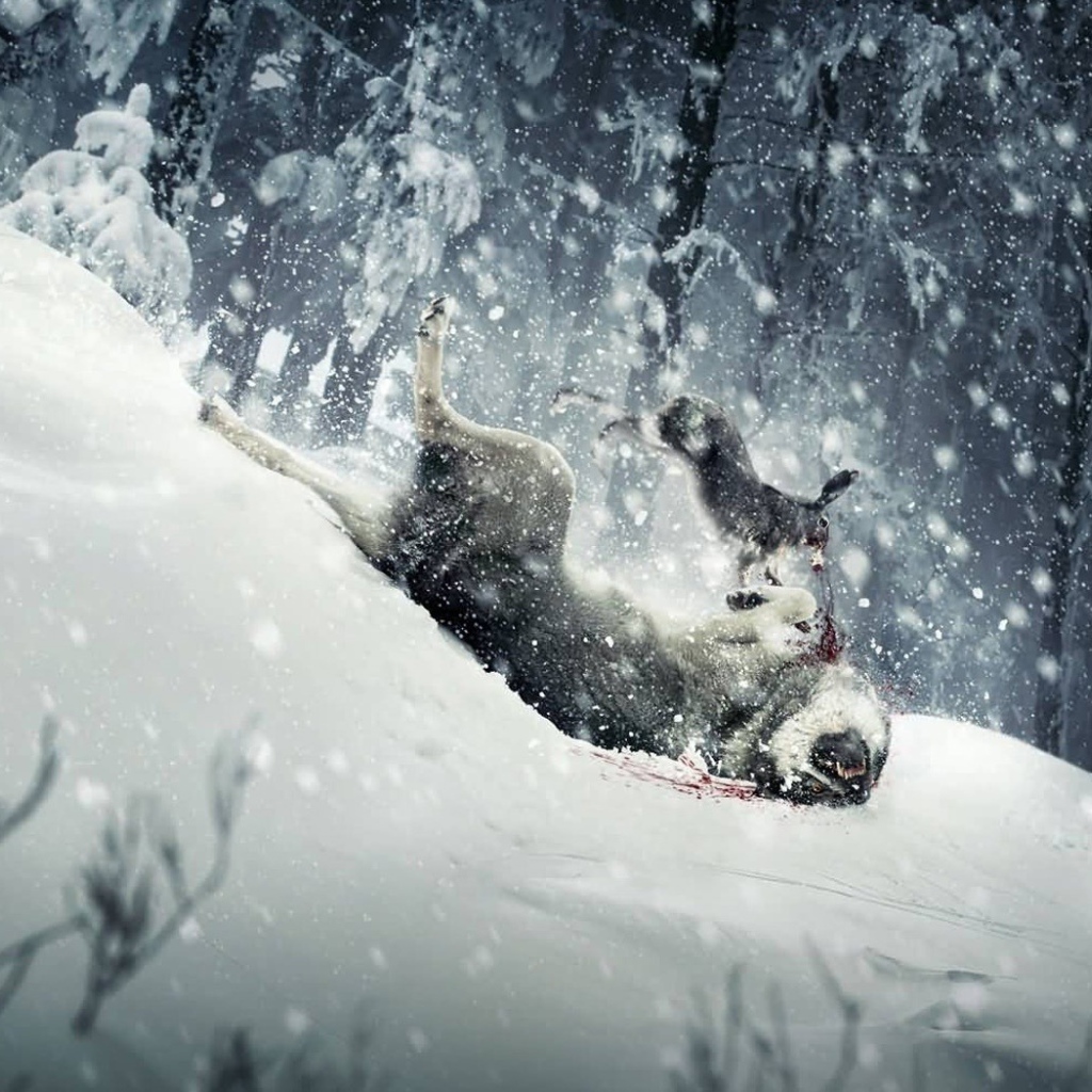 Взбесившийся кролик