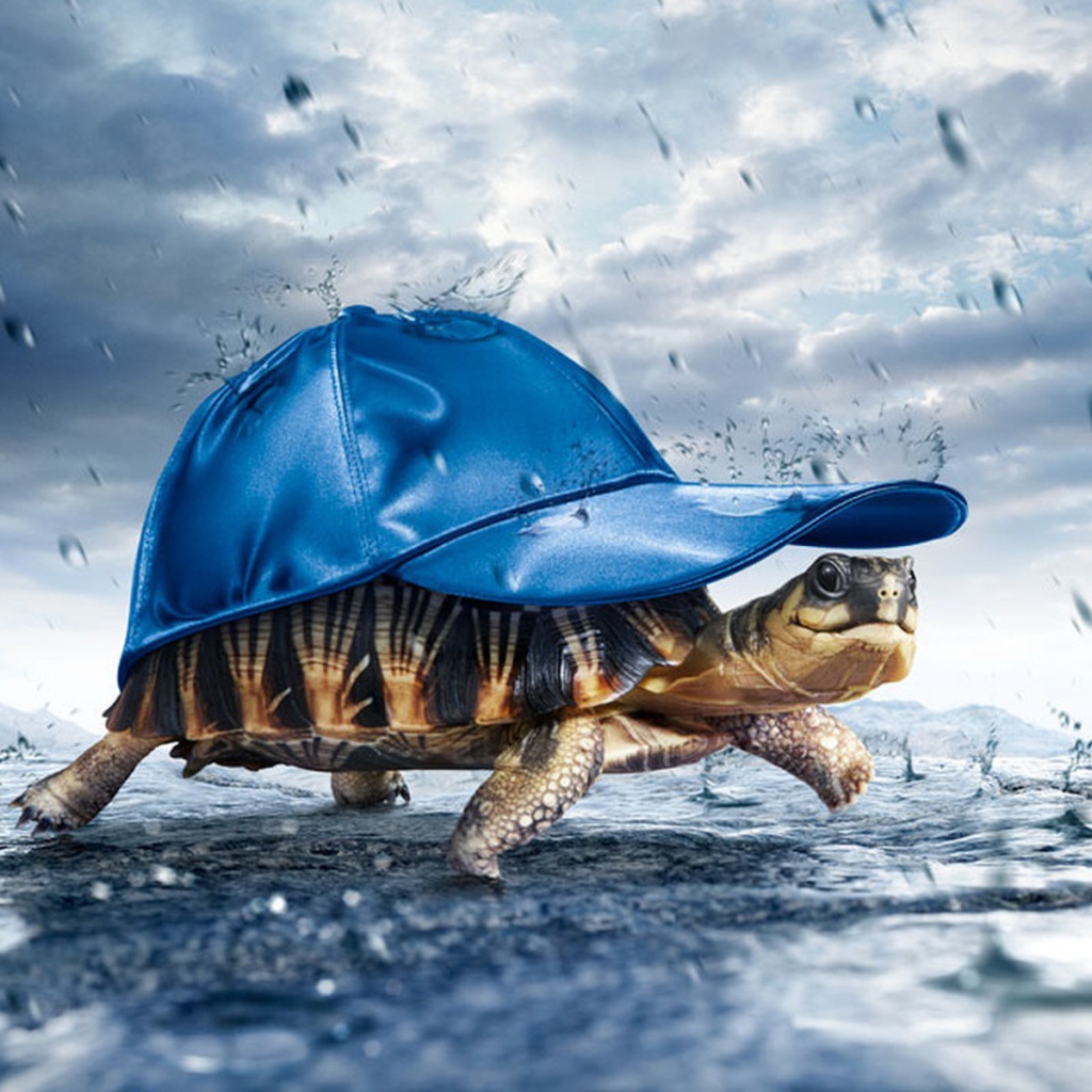 Черепаха в кепке