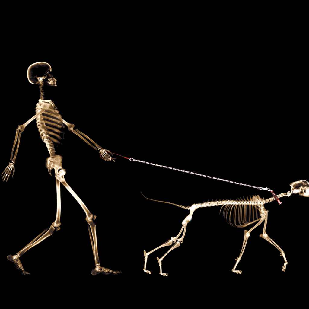 Мобильный сканер тела