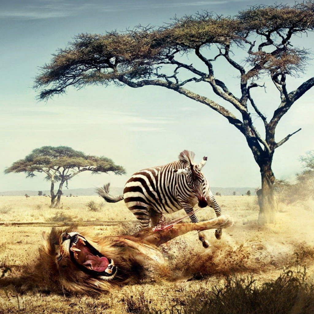 Зебра напала на льва