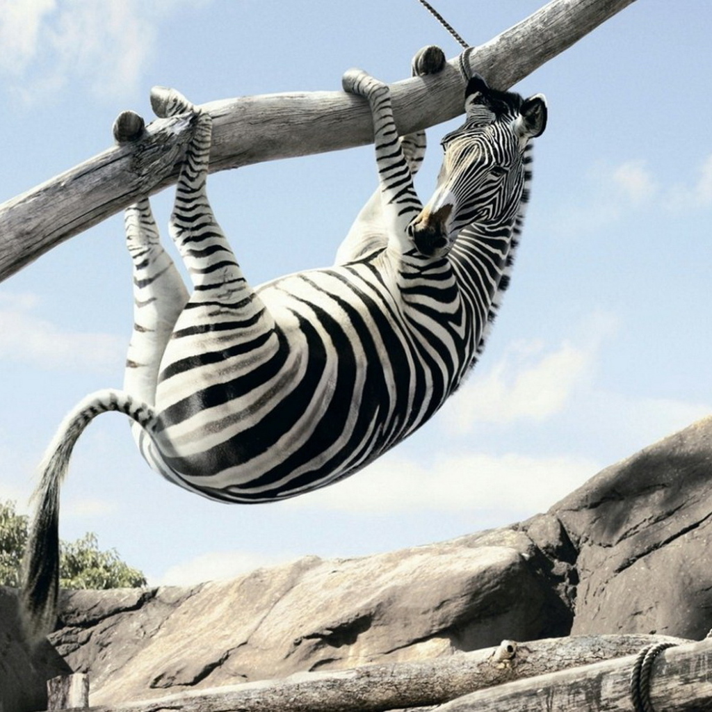 Зебра на ветке