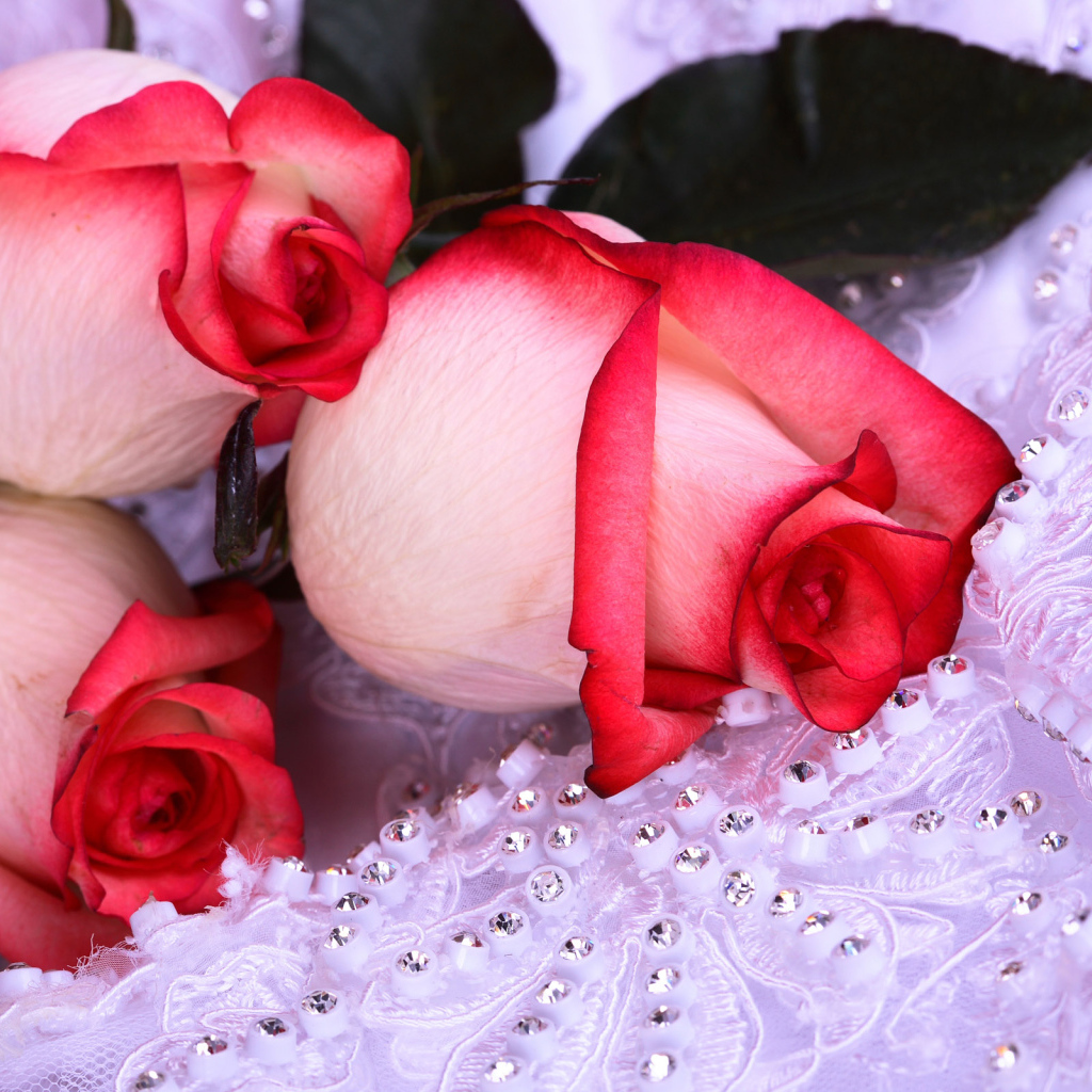 Красивые цветы женщинам