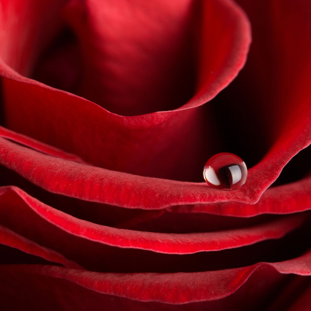 Красная роза на 8 марта