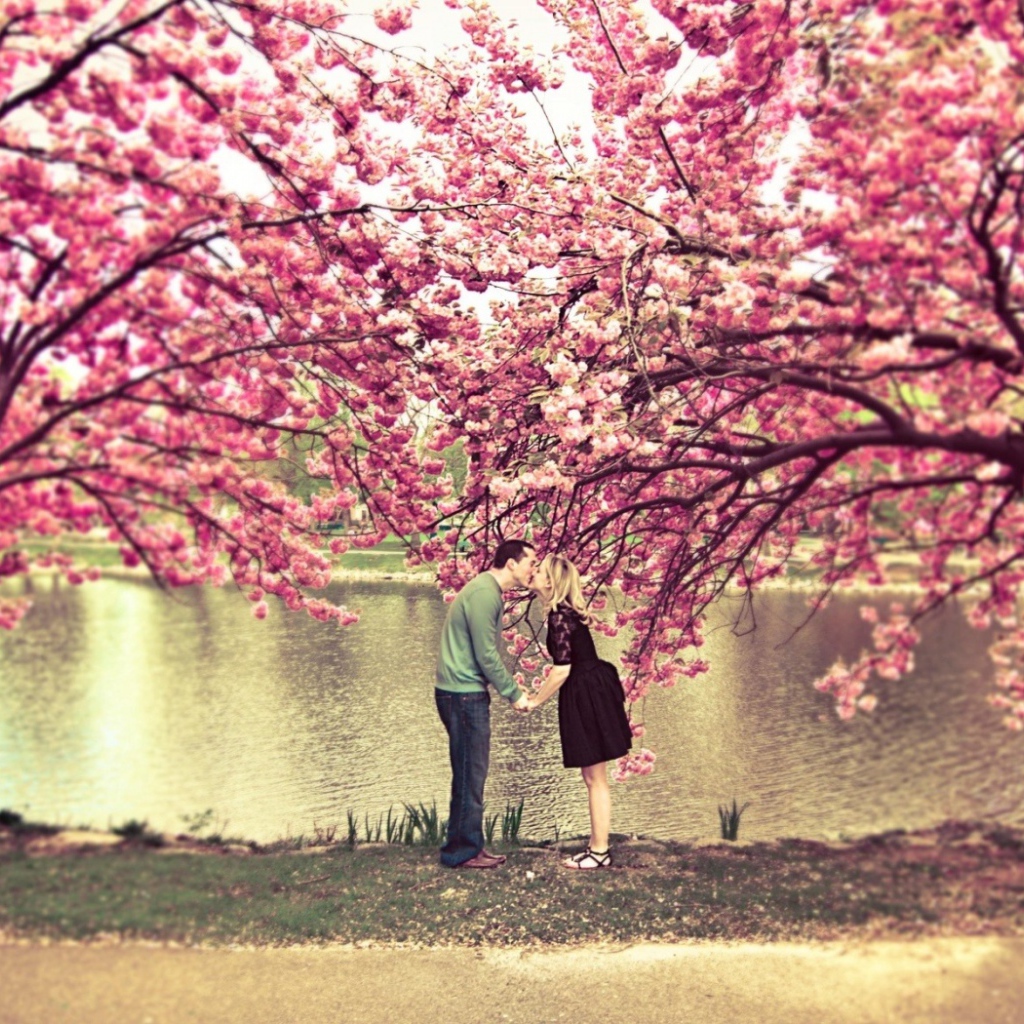 Влюбленные под сакурой