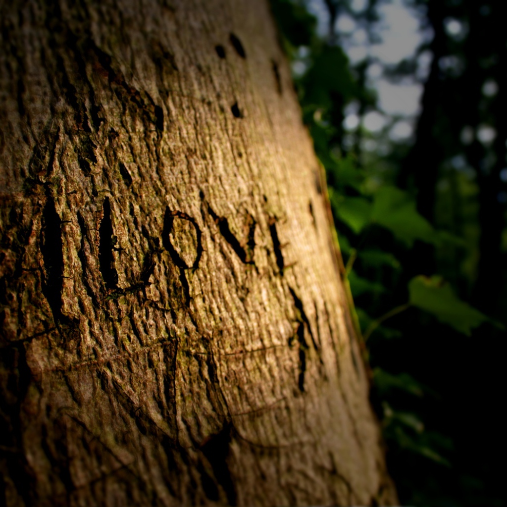 Надпись на дереве