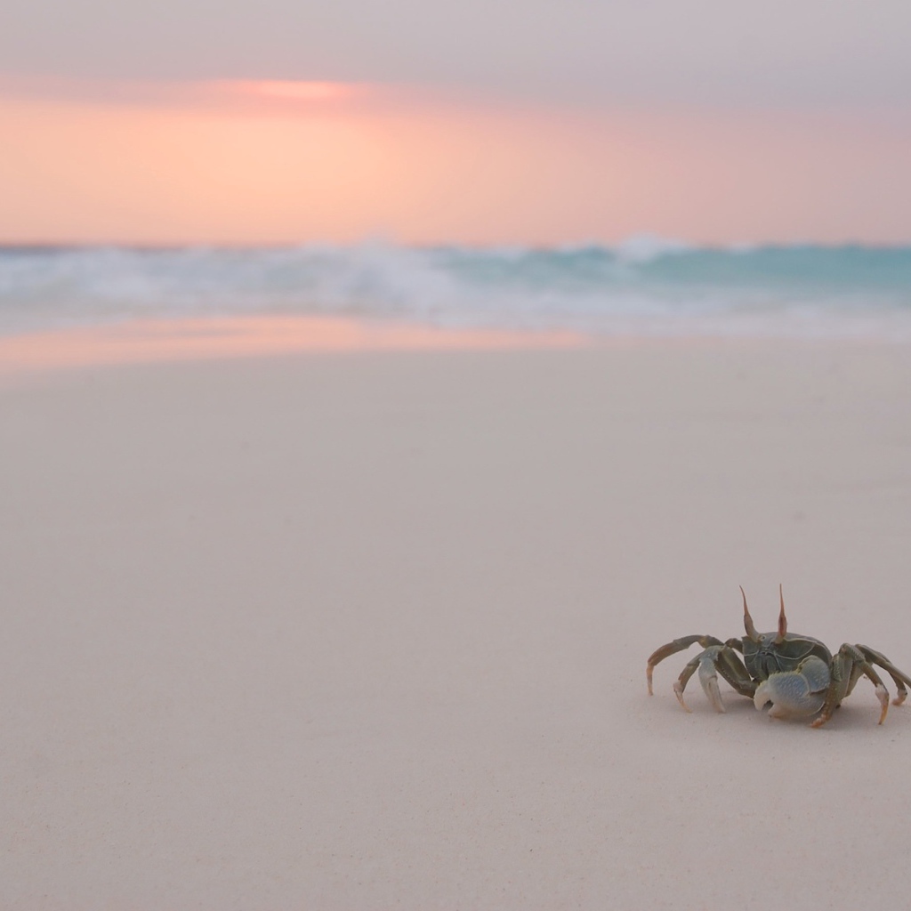 Краб на пляже