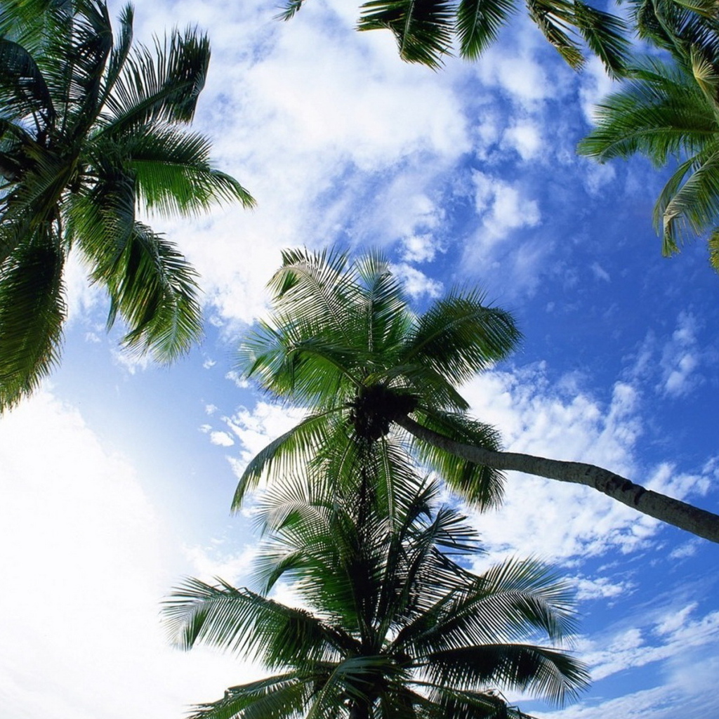 Небо и пальмы