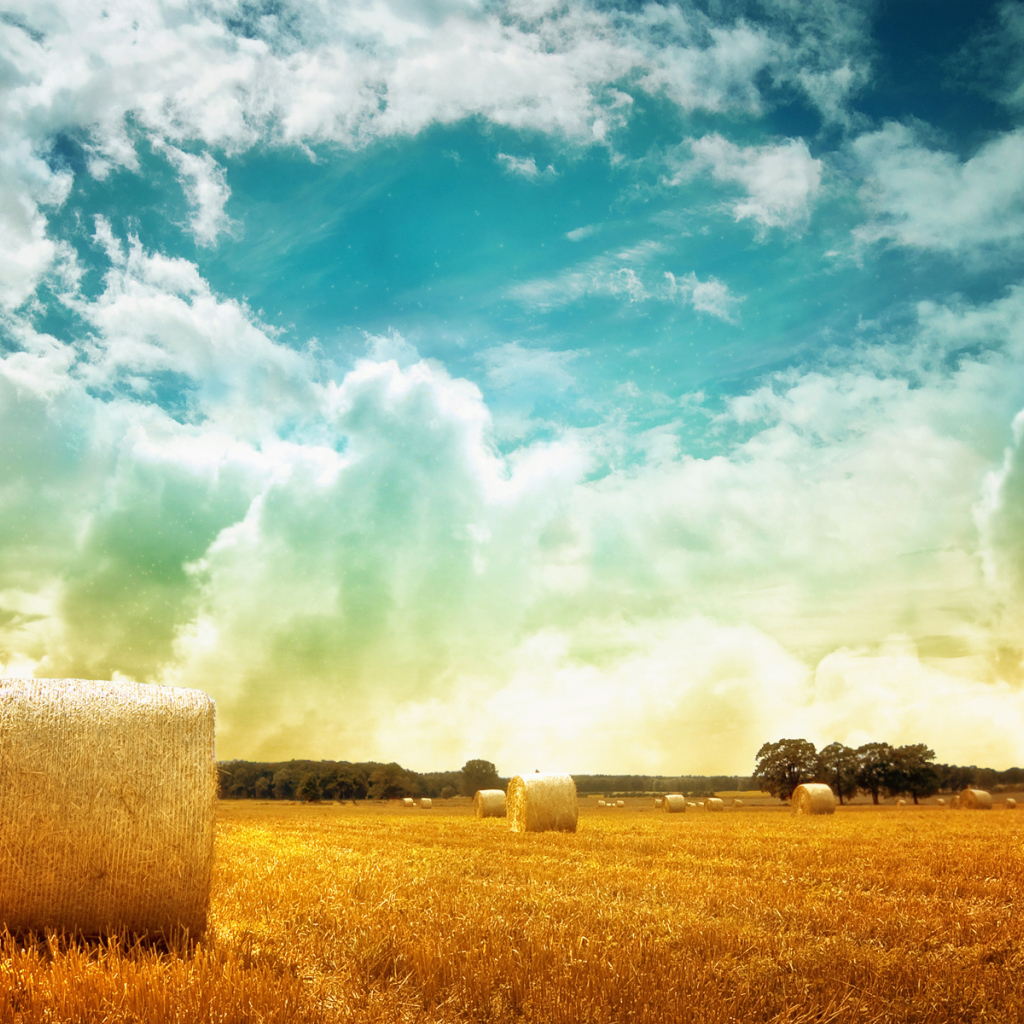 Тюки сена на поле