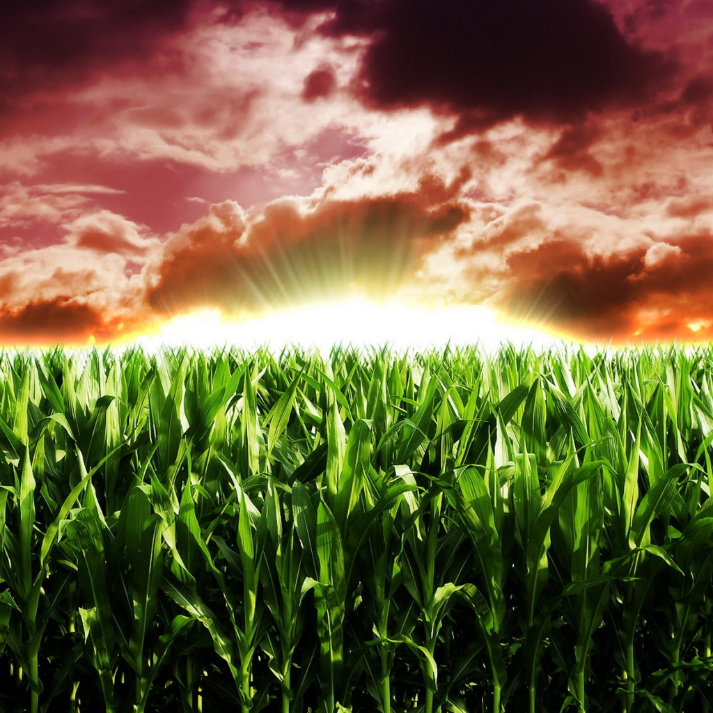 Кукурузное поле на рассвете