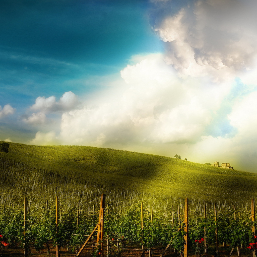 Поле-плантация