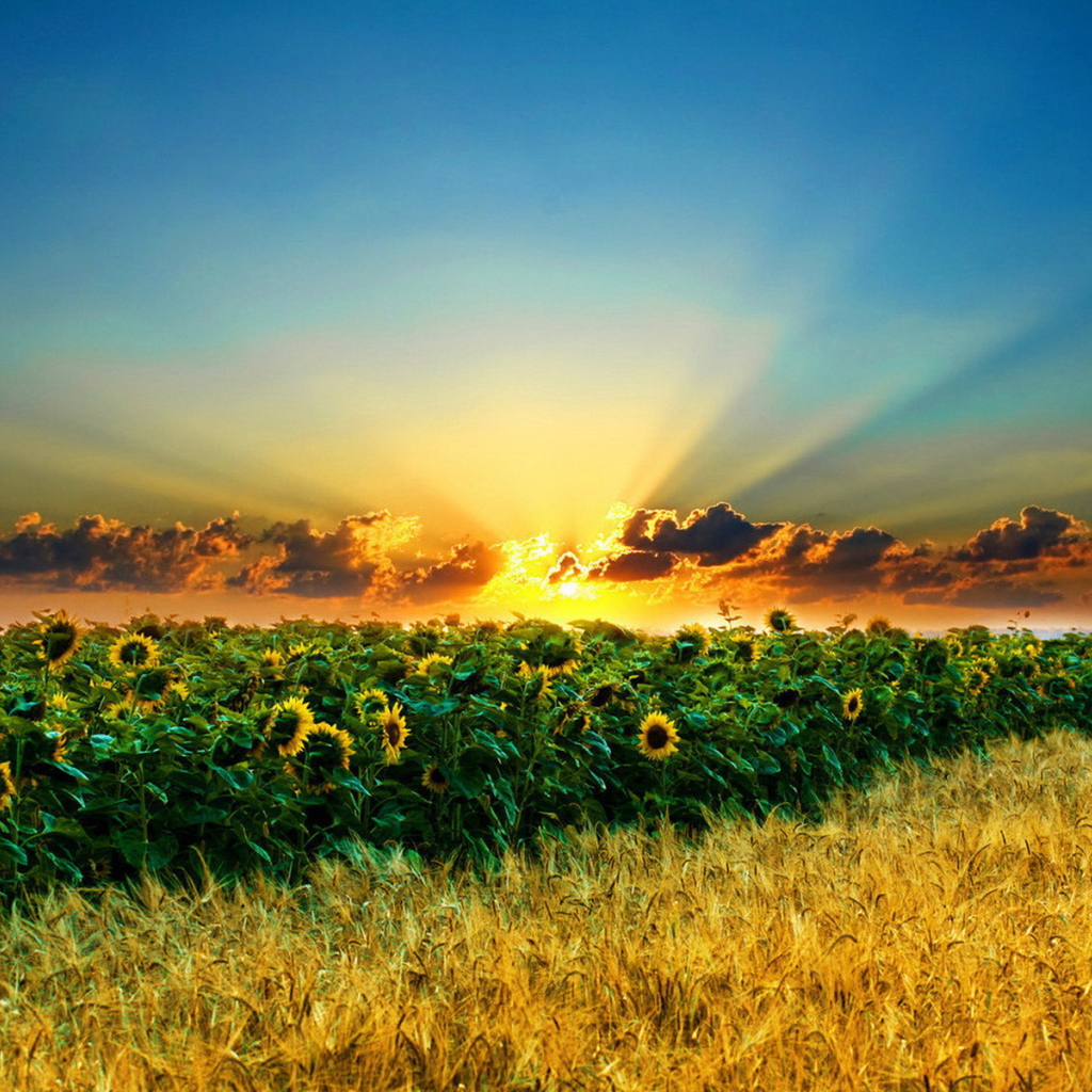 Поле подсолнухов и пшеницы