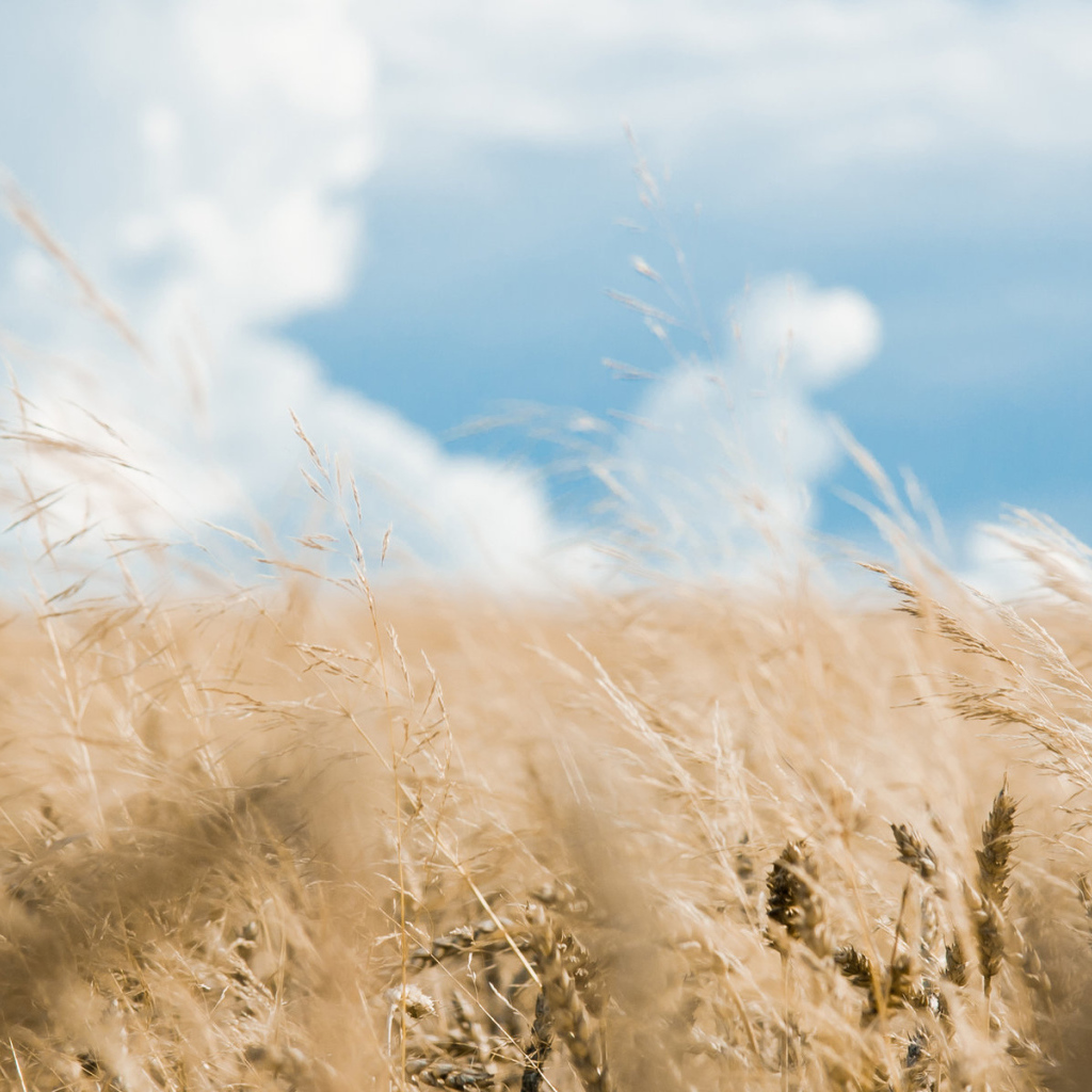 Хлебное поле