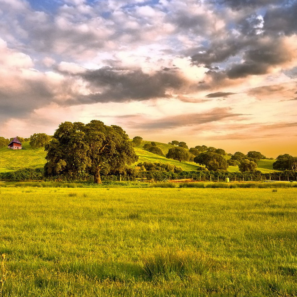 Зеленые просторы