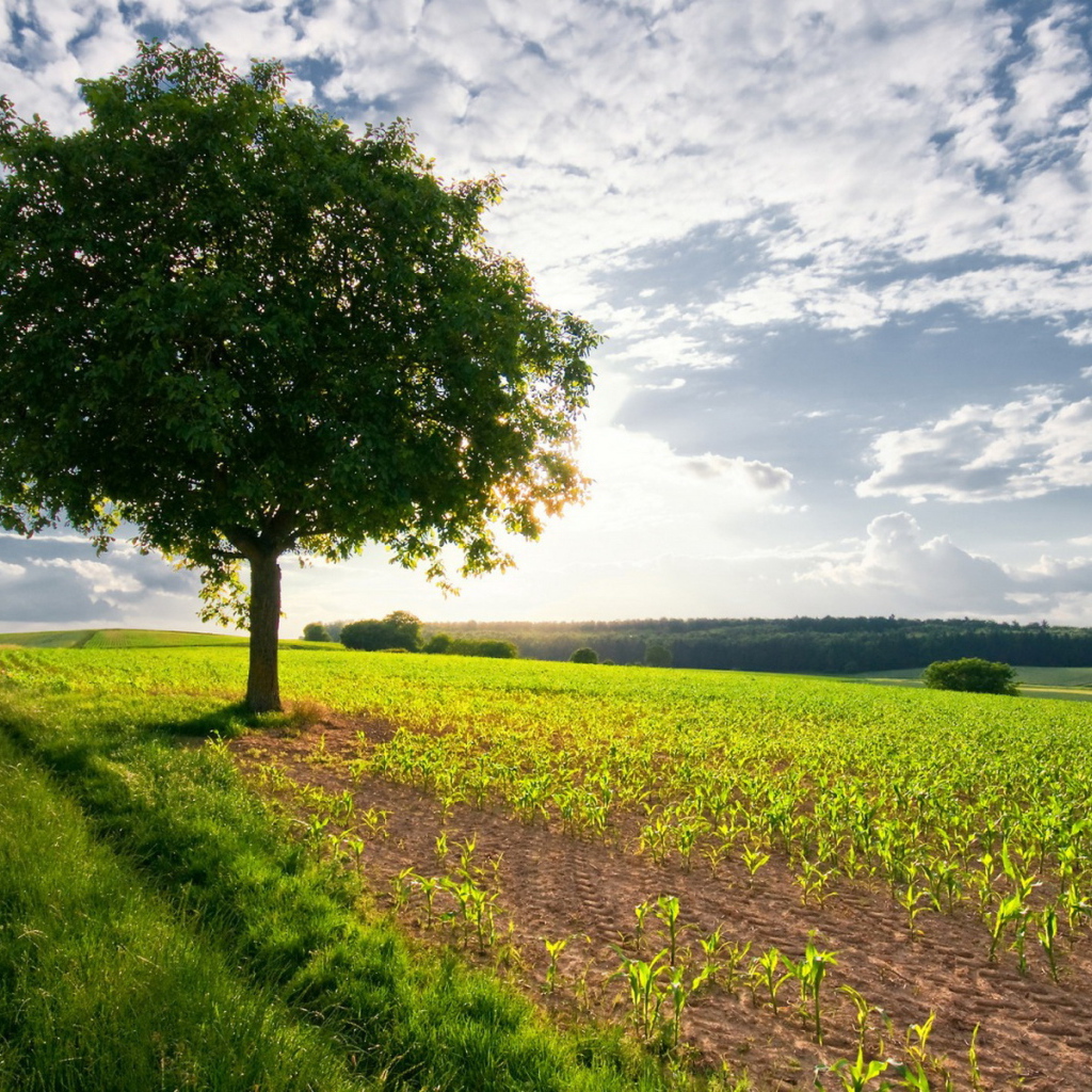 Дерево в поле