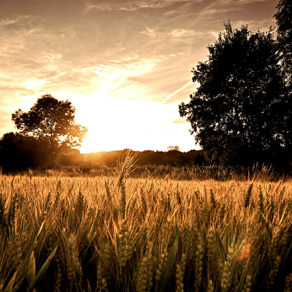 Пшеничное поле на закате