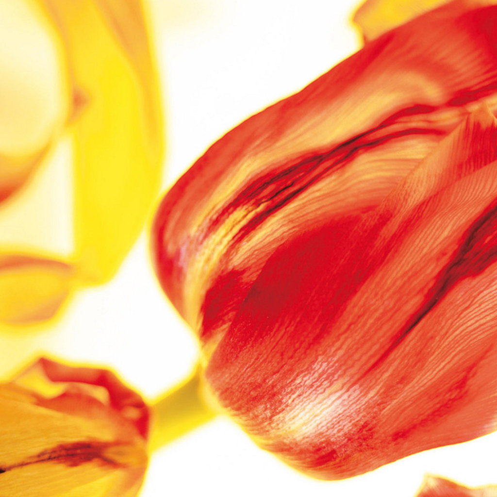 Красивые тюльпаны