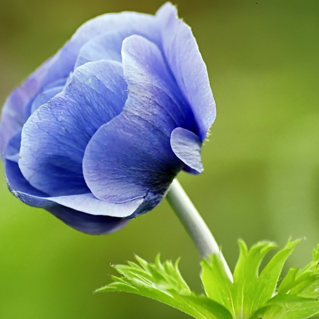 Голубой цветок