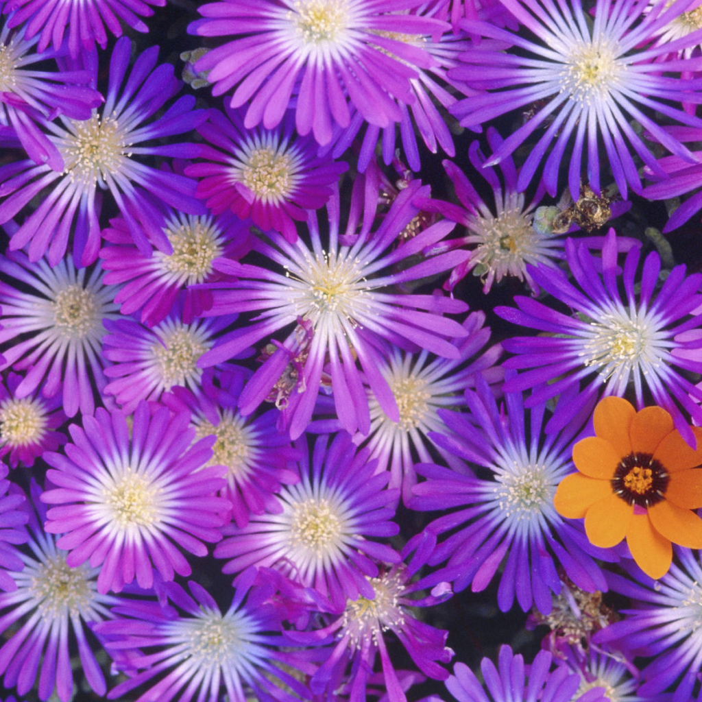 Букет красивых цветов