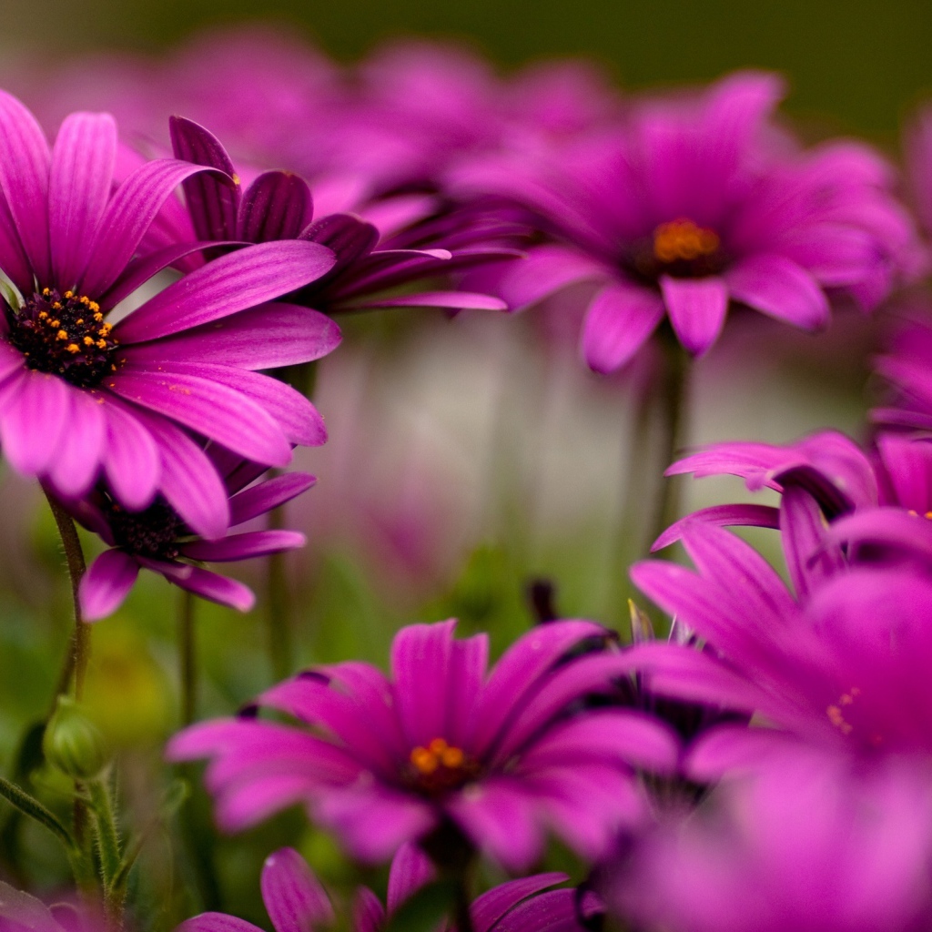 Яркие цветы