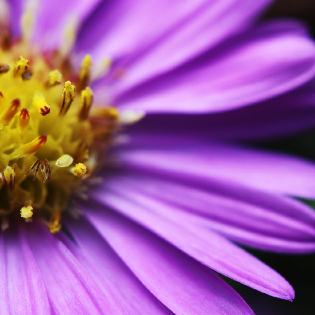 Яркий цветочек