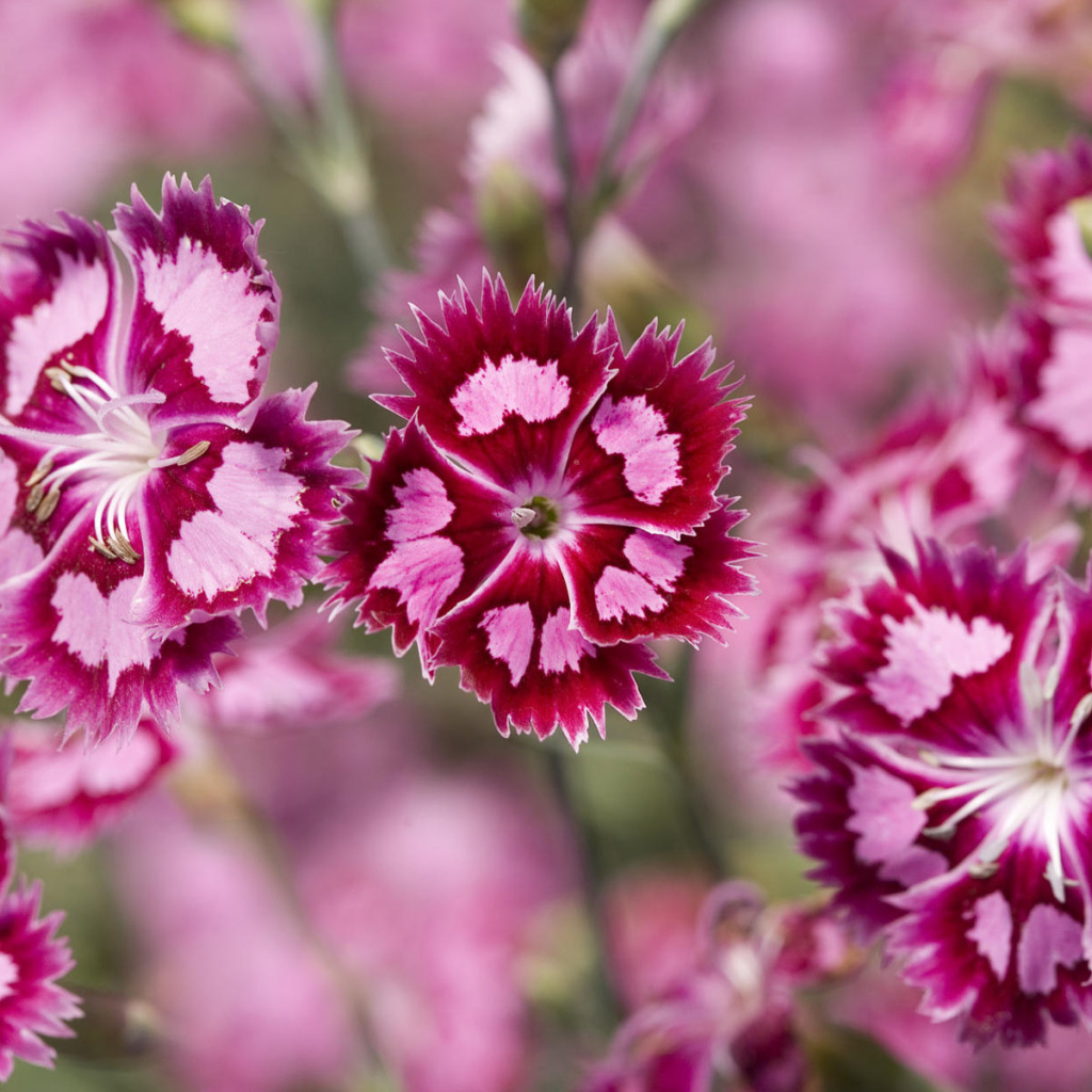 Яркие цветочки