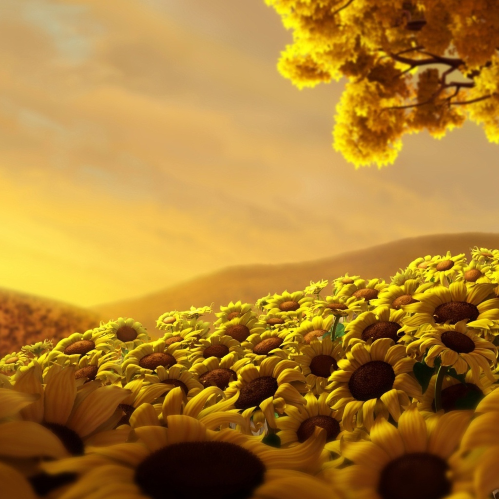 Страна подсолнухов