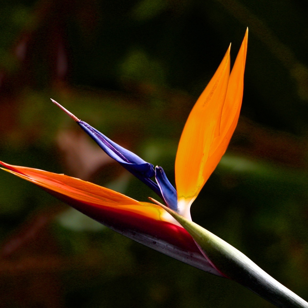 Экзотический цветок