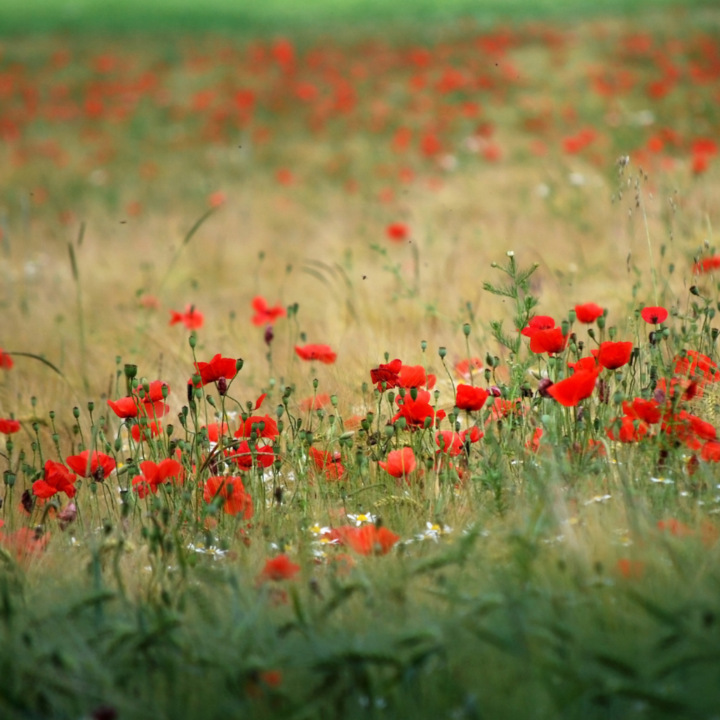 Поле красивых цветов
