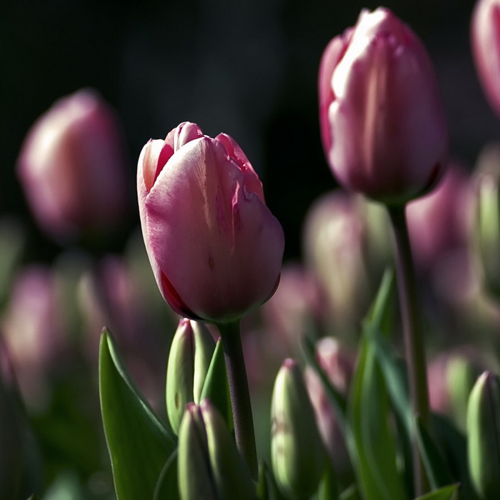 Поле тюльпанов