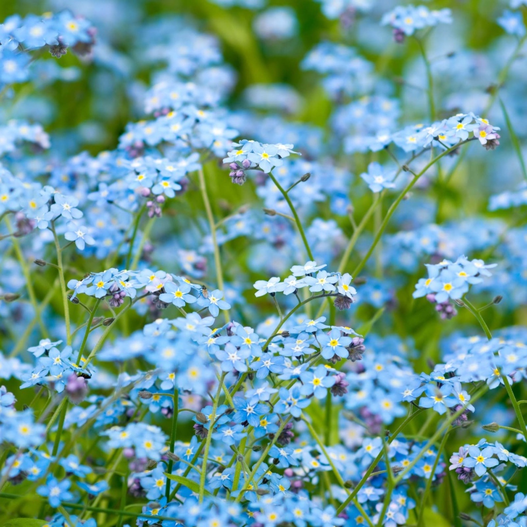 Цветочное поле