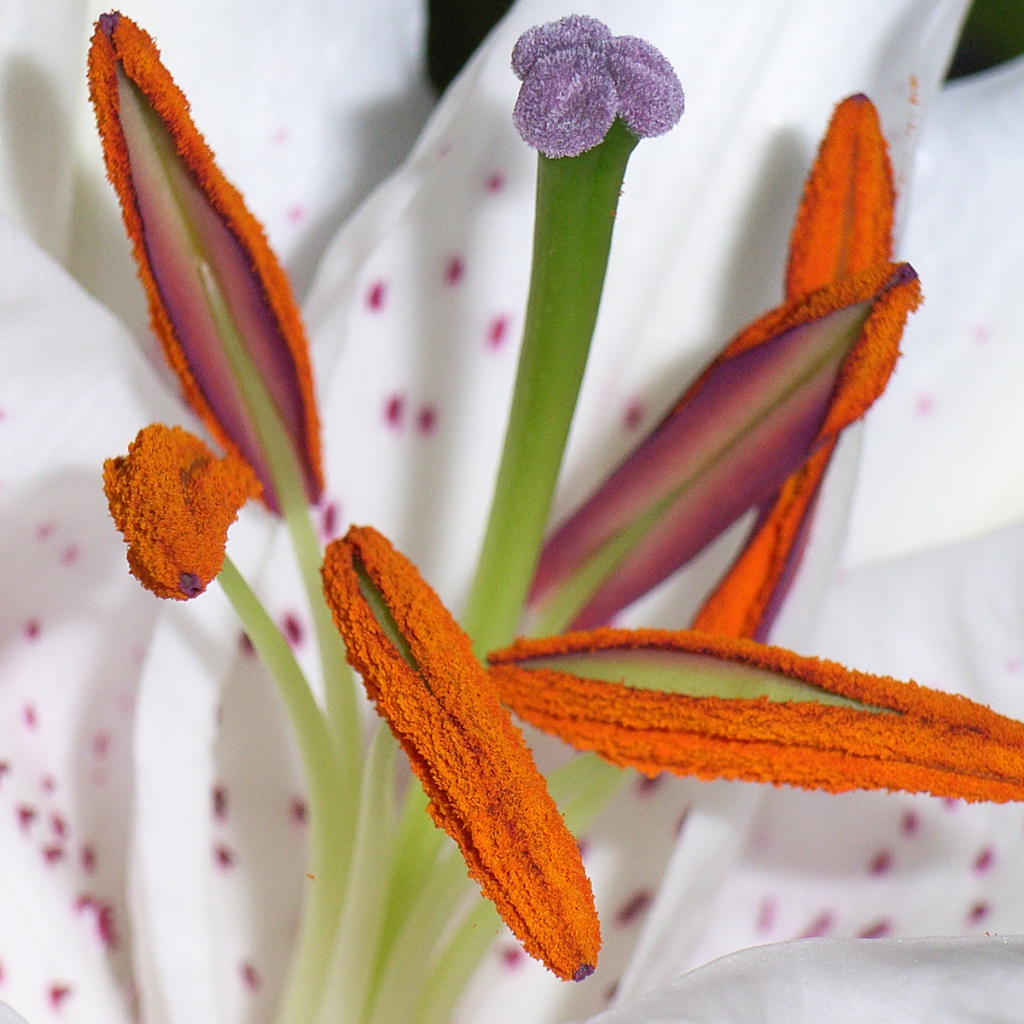 Цветок пыльца пестик тычинка