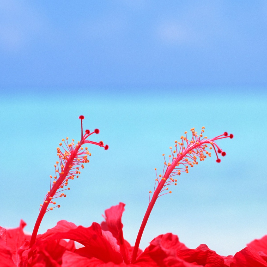 Цветы на Мальдивских островах