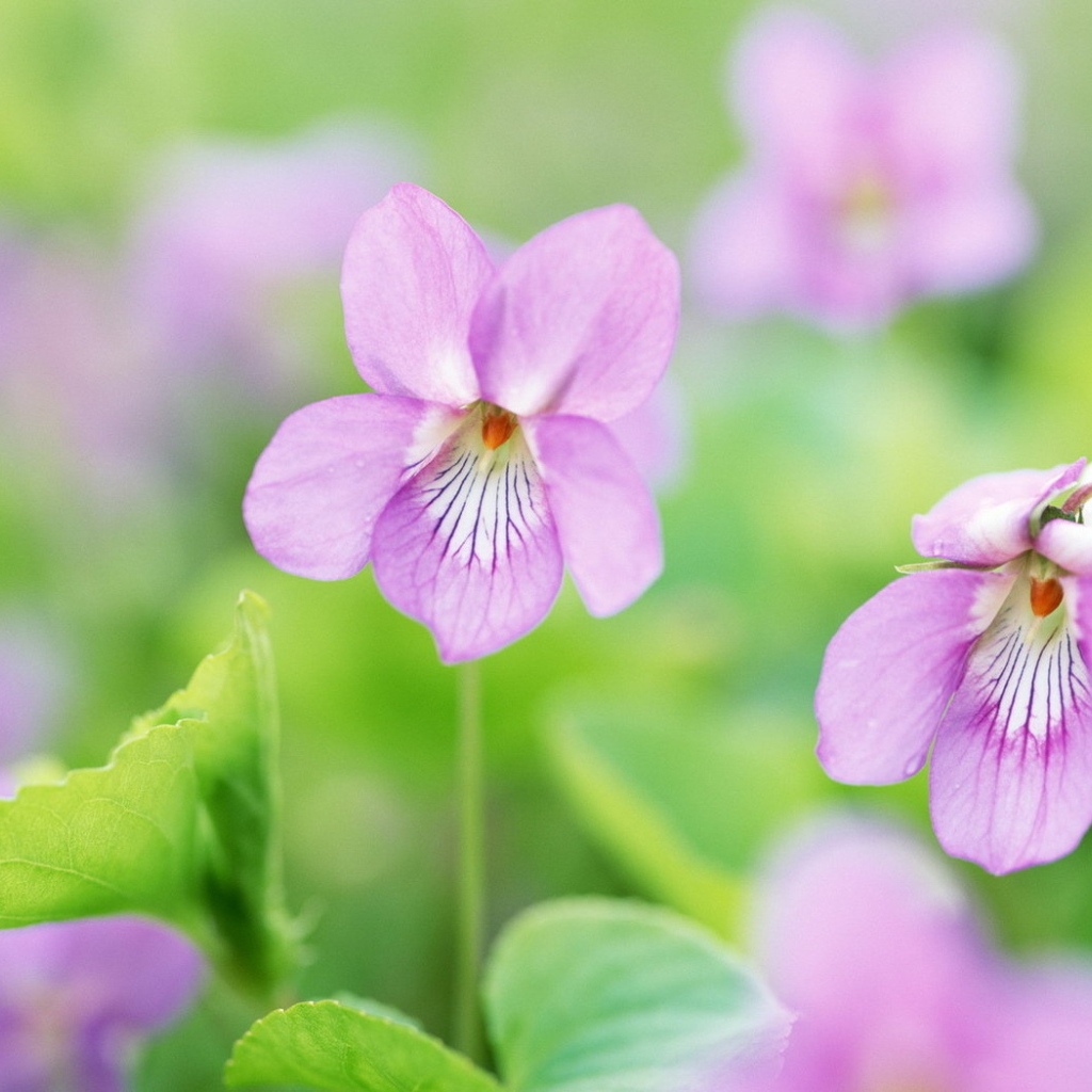 Нежные цветочки