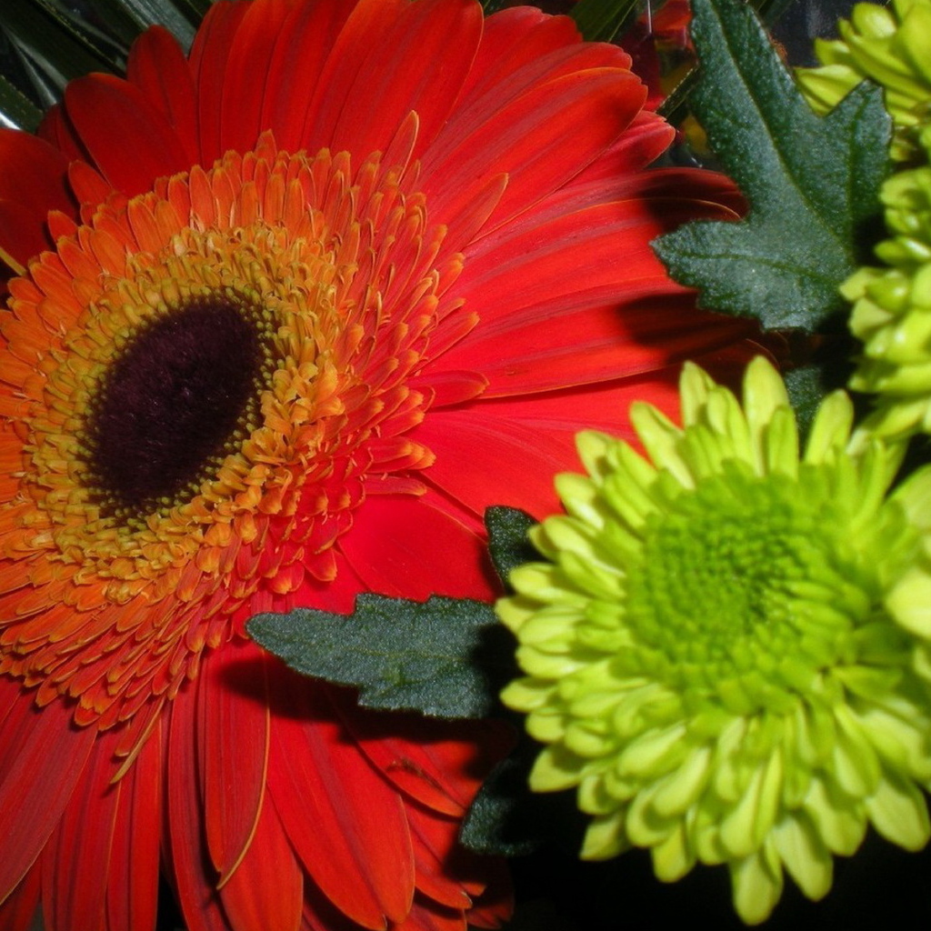 Гербера и хризантемы