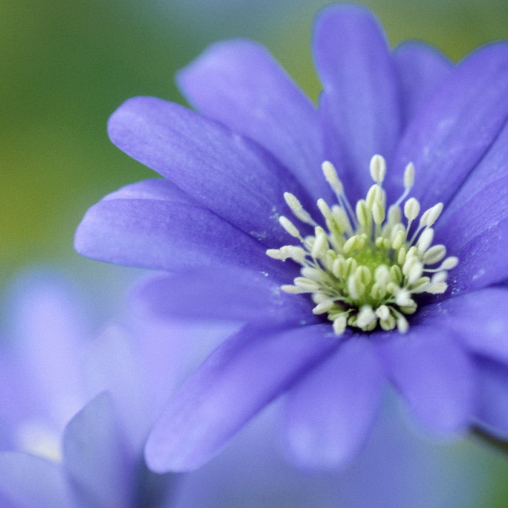 Печёночница