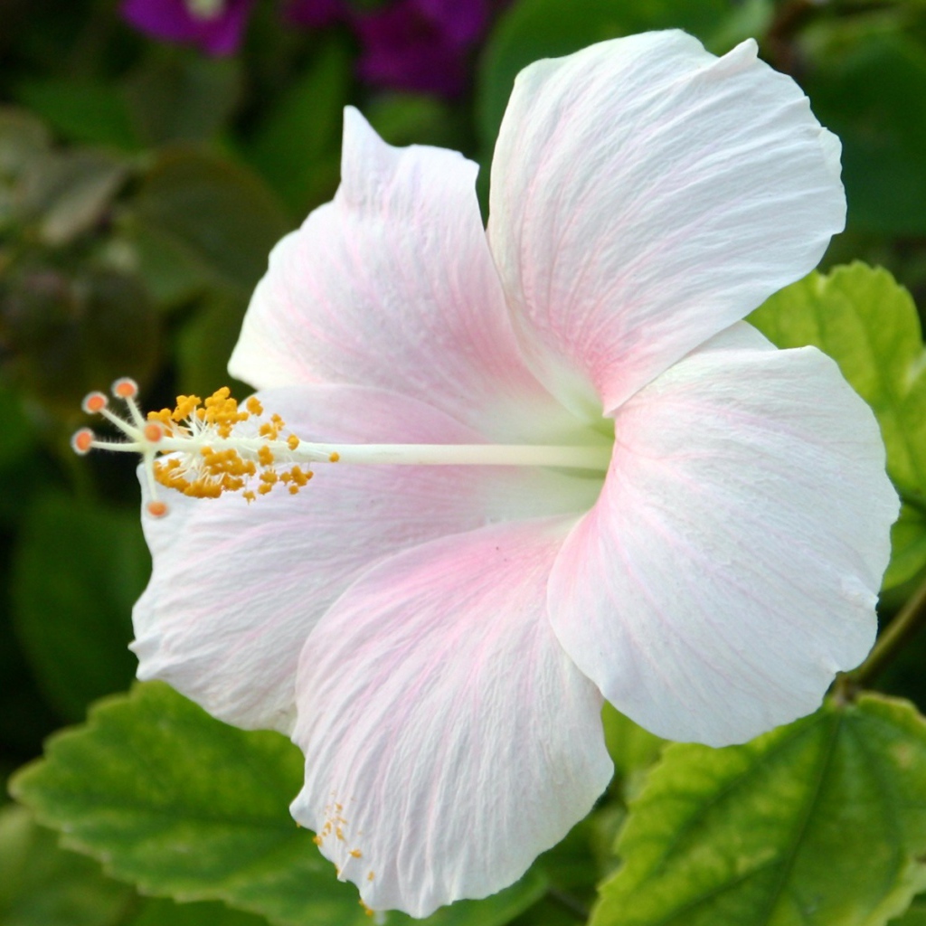 Цветок Hibiscus