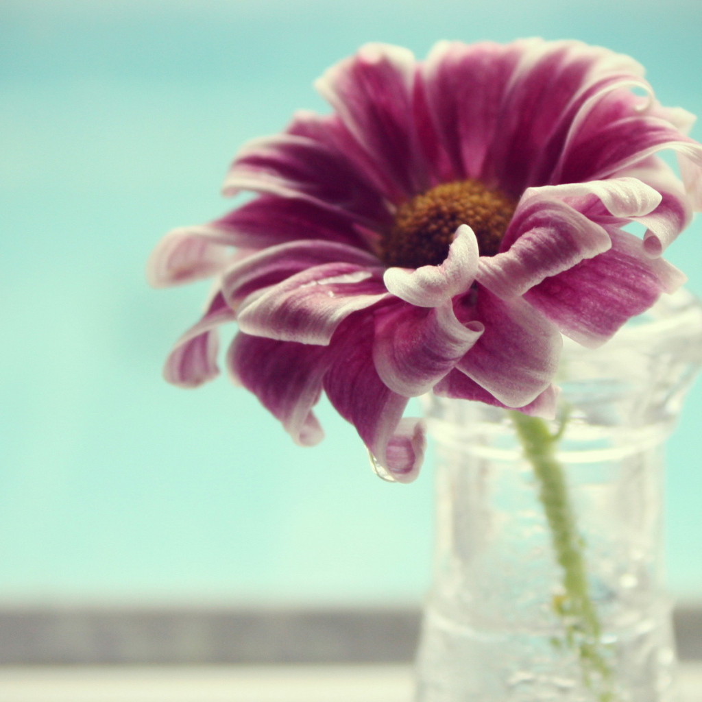 Одинокий цветок