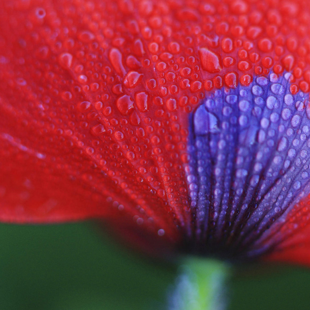 Макро Цветок