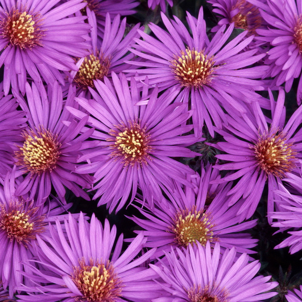 Североамериканские астры