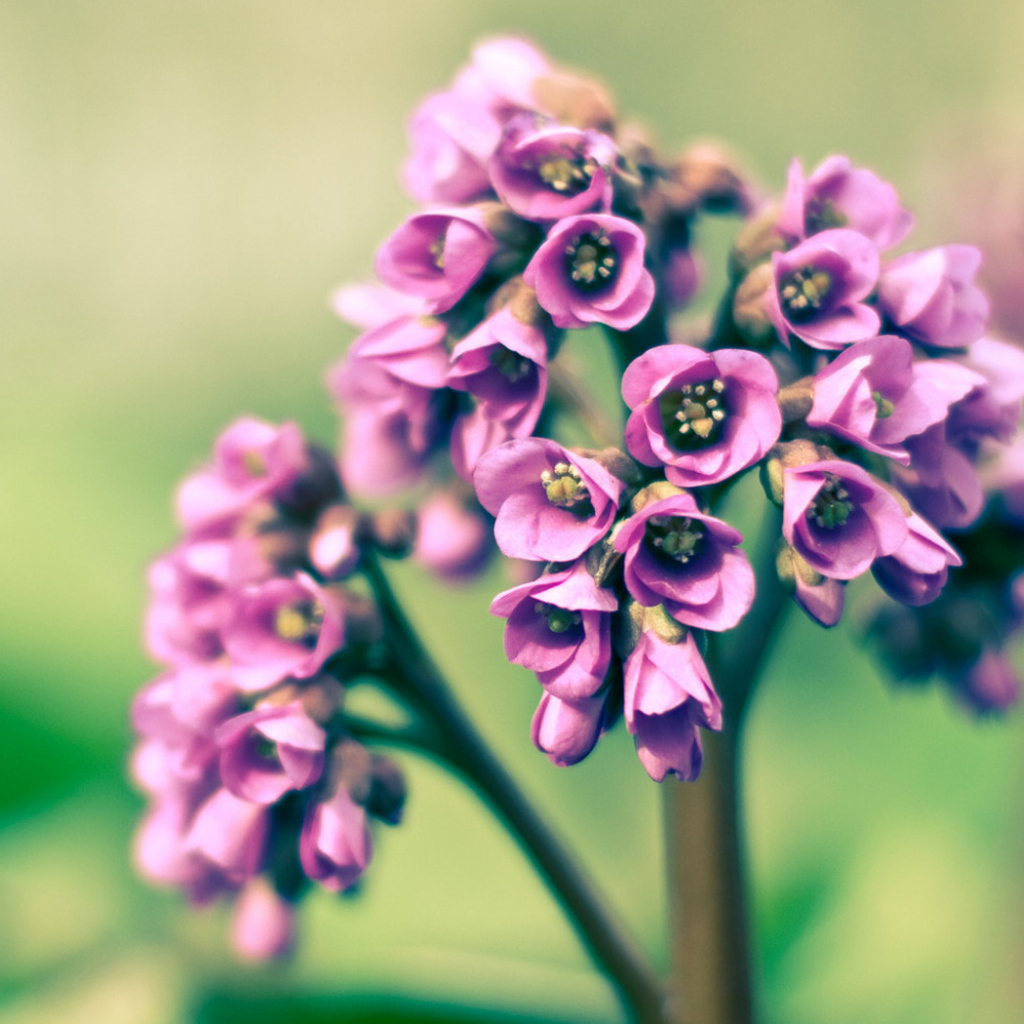 Розовые цветочки