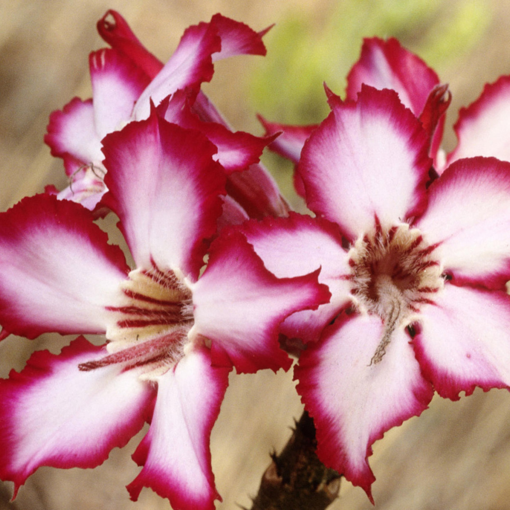 Шикарные цветы