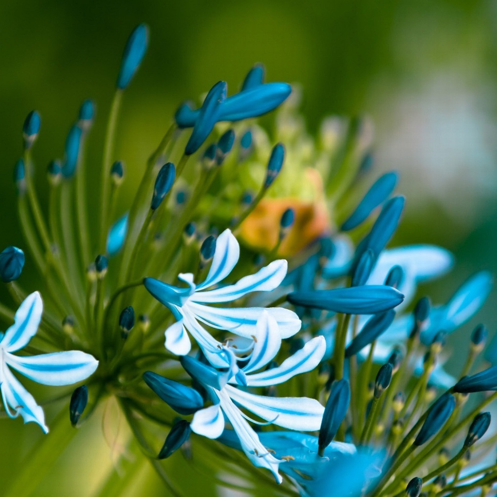 Симпатичные цветочки