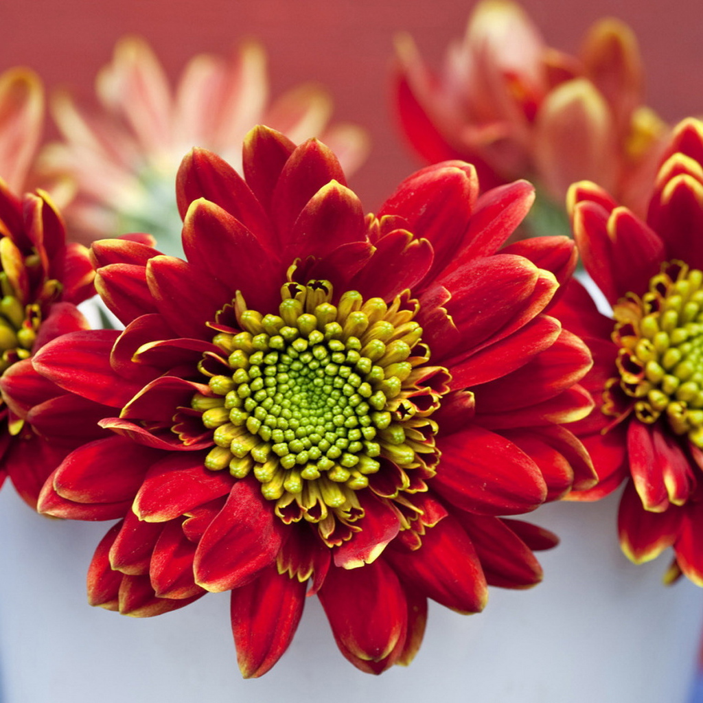 Летний букетик