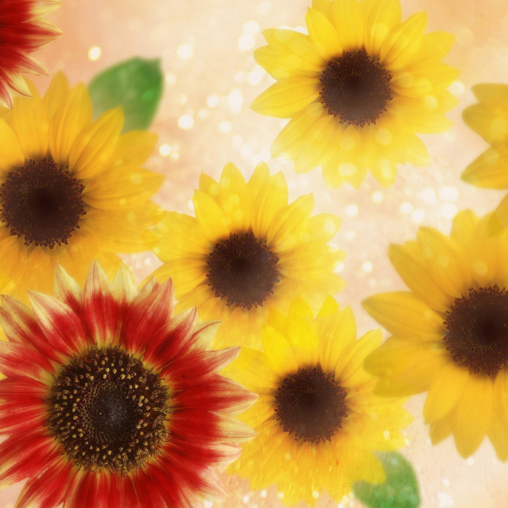 Подсолнухи