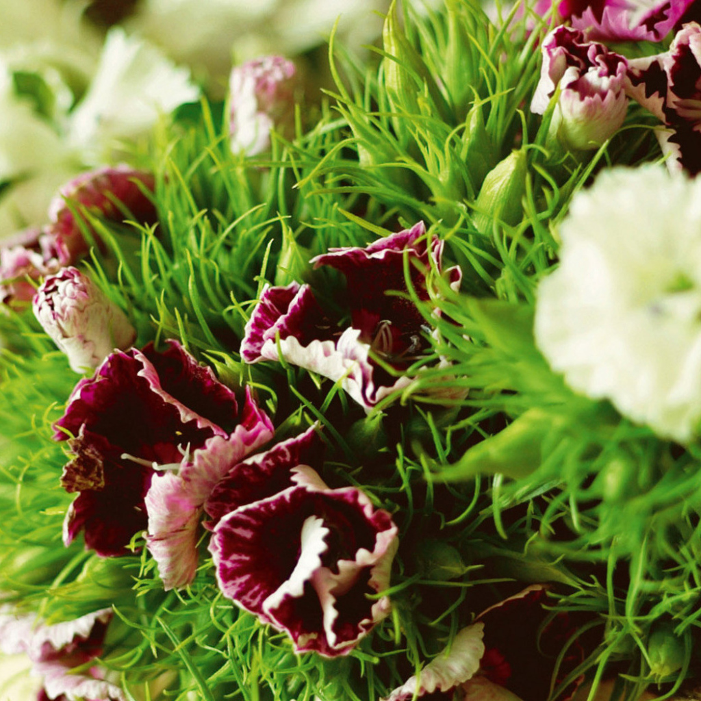 Засохшие гвоздики