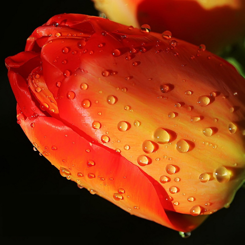 Тюльпан одиночка